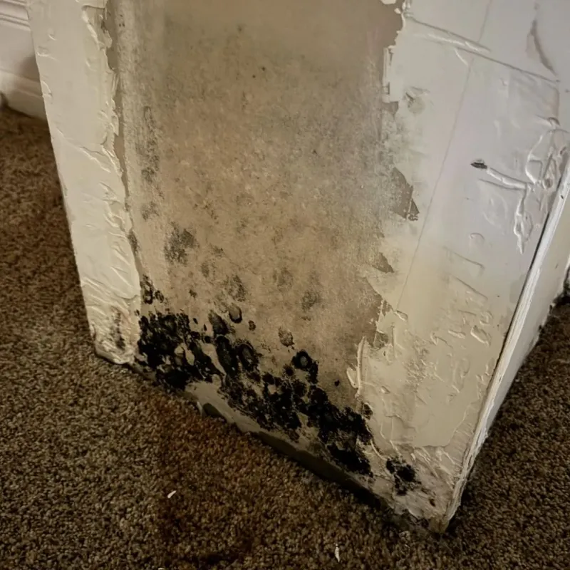 Professional Mold Removal in Russells Point, OH